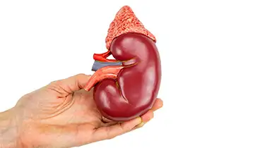 World Organ Donation Day: 13 August, 2024