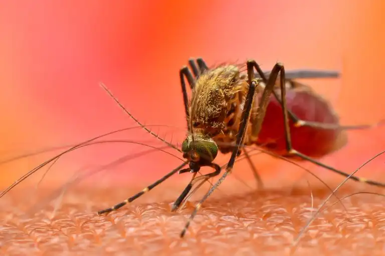 Mumbai sees six dengue cases after first spell of monsoon