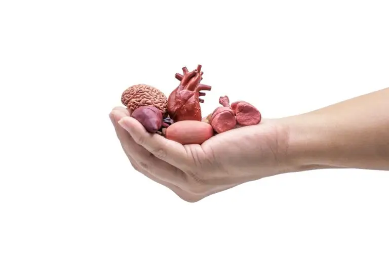 6 transplants completed at Mumbai hospital within 24 hours