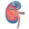 Nephrology