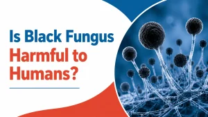 Black fungus