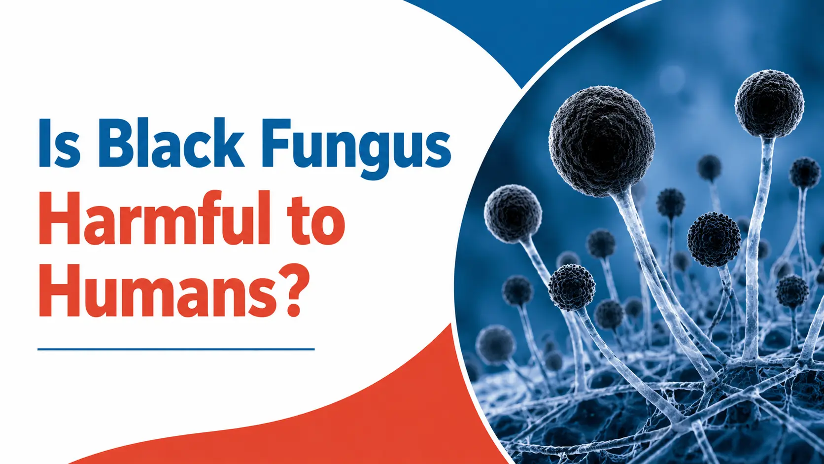 Black fungus